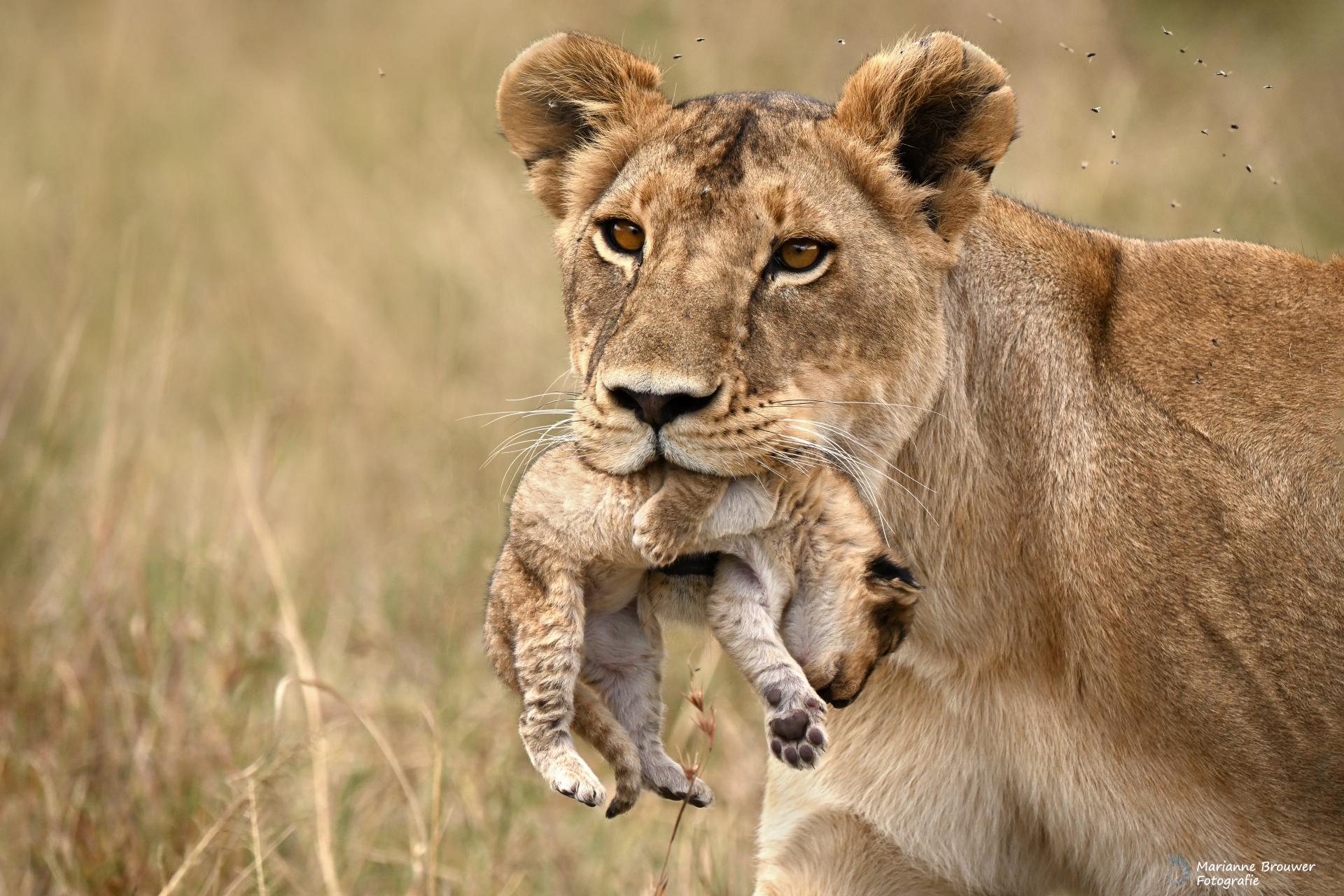 Kenia Maasai Mara